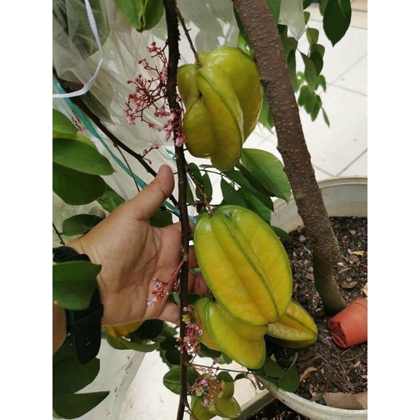 Khế Thái ngọt  cao 1m6 đang trái