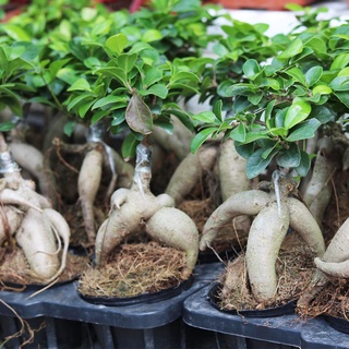 Cây bonsai mini sâm nhung - cây si