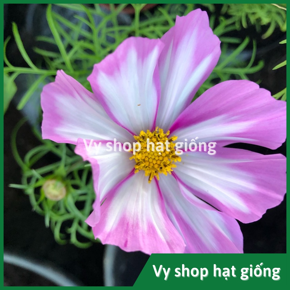Hạt giống hoa sao nhái  gói 200 hạt mix 18 màu
