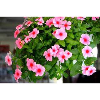 Hoa dừa cạn rủ - loài hoa treo đang được mọi người săn tìm nhiều nhất hiện nay