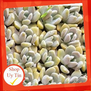 Sen đá xanh vĩ🍏 |FREESHIP| 🔥 XỨ NÓNG, ĐÃ THUẦN KHÍ HẬU, KHOẺ ĐẸP 🍏 LỖI 1 ĐỔI 1