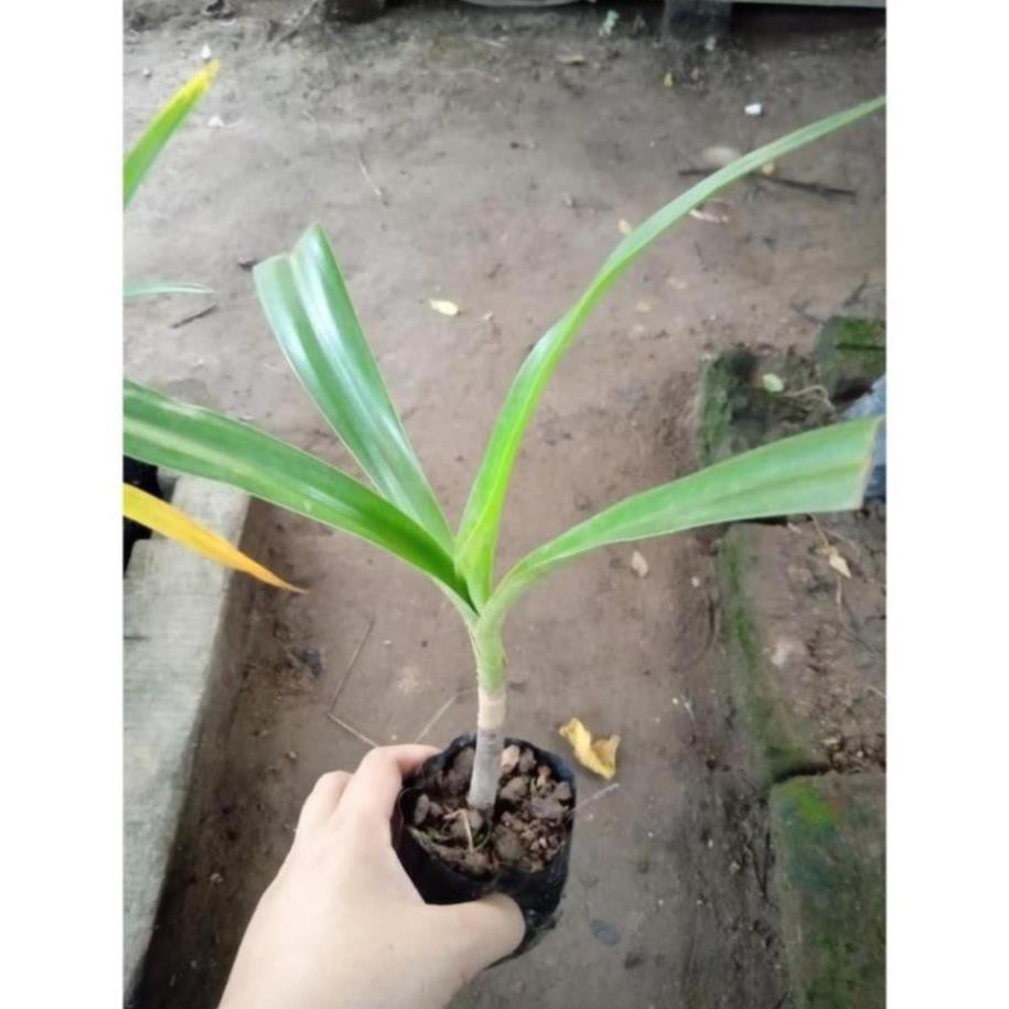 KM- Combo 2 cây giống náng hoa trắng và đỏ đa công dụng