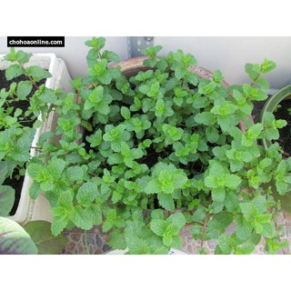 Hạt giống rau húng lủi ( húng bạc hà ta )