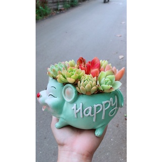 Chậu Cây Sen Đá Tiểu Cảnh