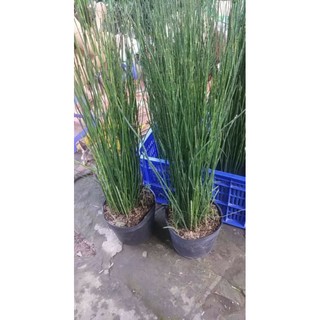 Cây Thiền Trúc