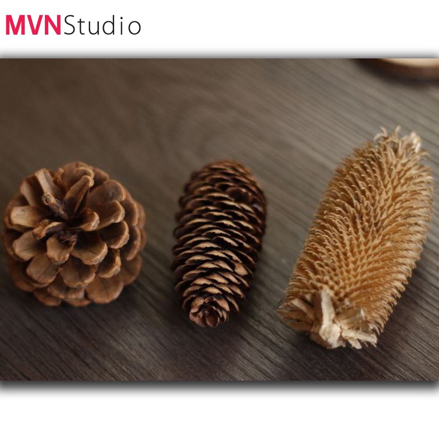 MVN Studio - Set đạo cụ decor chụp ảnh sản phẩm vintage mang hương vị rừng thông Đà Lạt