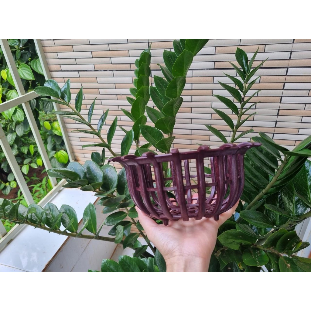 Chậu giáng sen trồng lan f23 dày chắc chắn màu nâu