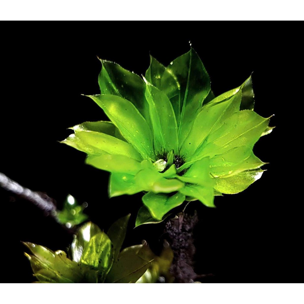 Rêu Hồng Đài/ Rosemoss - set bình terrarium, gắn lũa, đá hồ bán cạn