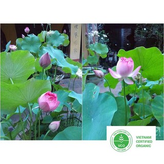 10 Hạt giống Sen ta (kèm Hướng dẫn ươm) THUTHUY