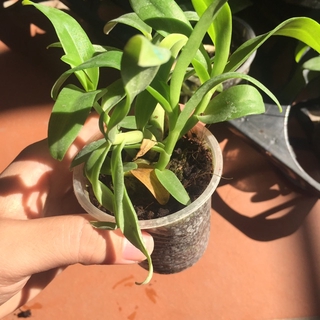 Trầm 6 mắt hàng giống