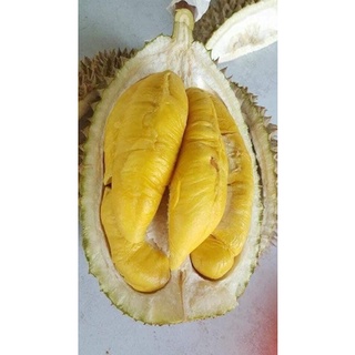 Sầu Riêng Ri6 Bao Ăn 100%