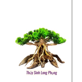 Lũa Bonsai Nấm Tùng hồ cá ( nhiều size )