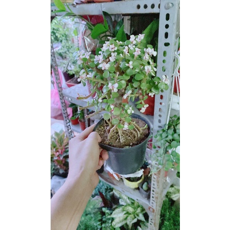 Cành Vàng Lá Ngọc