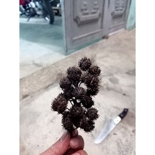 Hạt thầu dầu tía