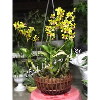 Combo 5 chậu Bí trồng lan giả gỗ 32cm x 15cm