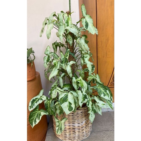 Chậu cứng Syngonium three kings