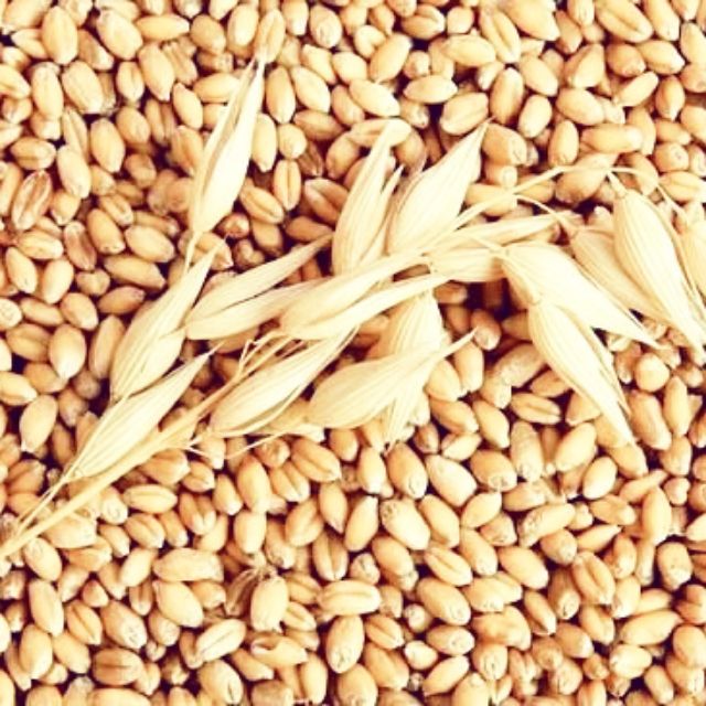 Hạt giống cỏ lúa mì Organic - Non GMo