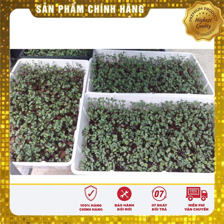 HẠT GIỐNG RAU MẦM CỦ CẢI ĐỎ 50 GRAM