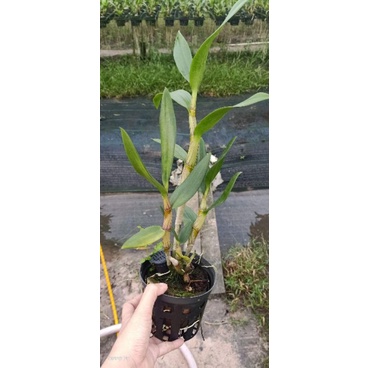 Denro nắng Caesar Red cây tơ đẹp