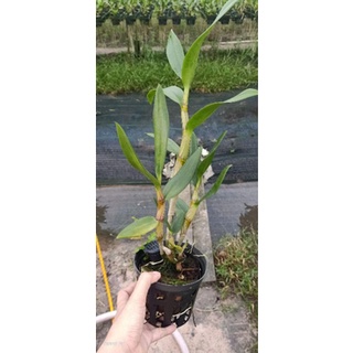 Denro nắng Caesar Red cây tơ đẹp
