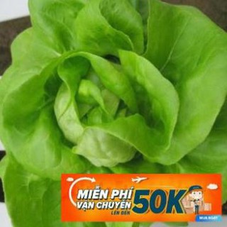 3g Hạt giống Xà lách Búp