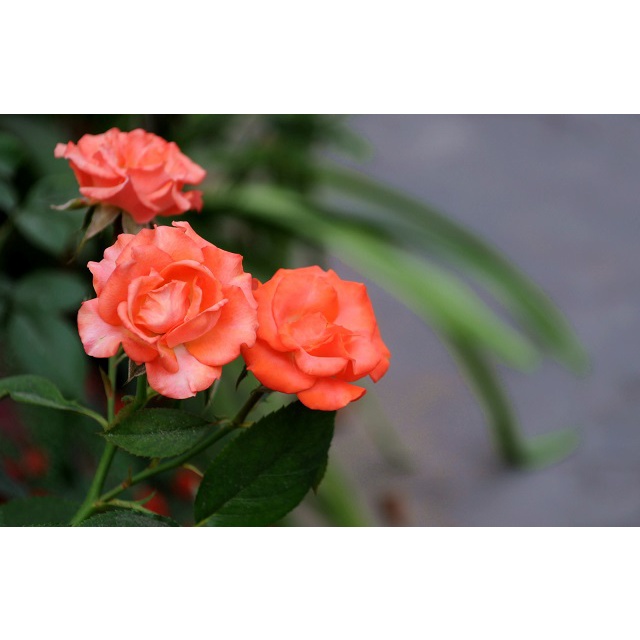 Hoa Hồng Tỉ Muội  - hoa hồng cam - cây cảnh để bàn - caykiengsadec