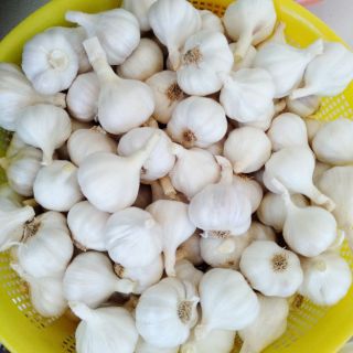 Tỏi Phan Rang
