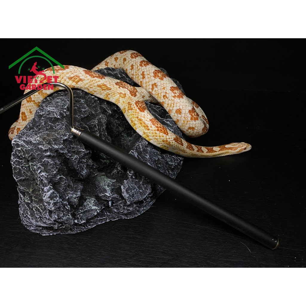 Cây móc rắn, cây móc dành cho bò sát | Vietpetgarden