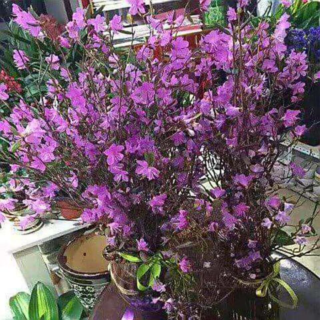 Tổng kho sỉ tphcm Xả kho combo 5 bo hoa đỗ quyên