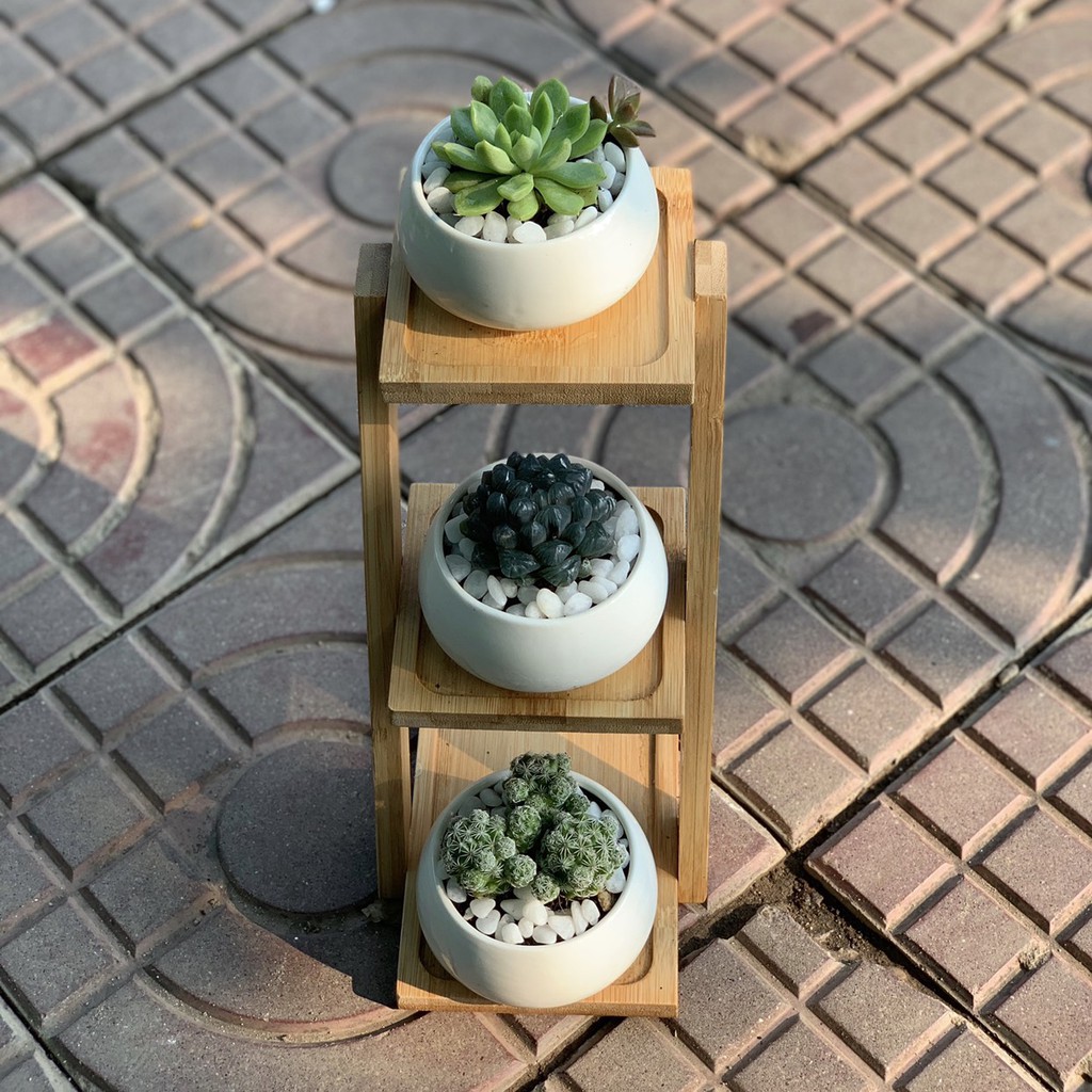 Terrarium, tiểu cảnh sen đá & xương rồng mẫu 002