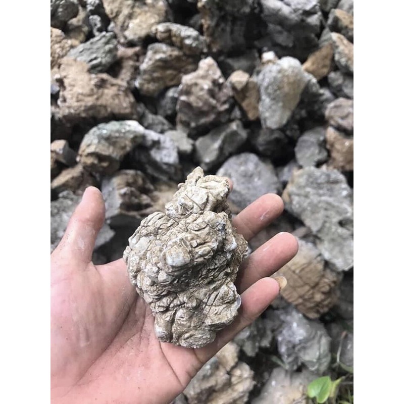 ĐÁ DA VOI 1 KG - ĐÁ THUỶ SINH LÀM BỐ CỤC IWAGUMI BIOTOP NÚI ĐÁ