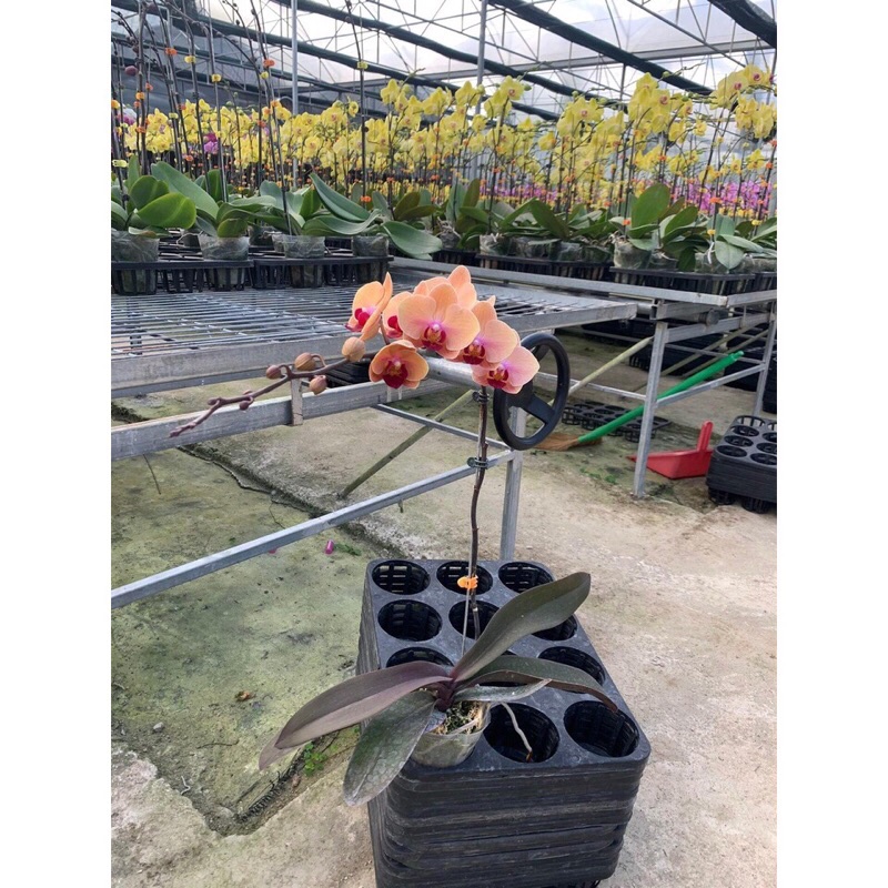 KHAY NHỰA, 12 LỖ, 15 LỖ TRỒNG RAU ƯƠM MẦM, TRỒNG CÂY THUỶ CANH,HÀNG SẴN KHO