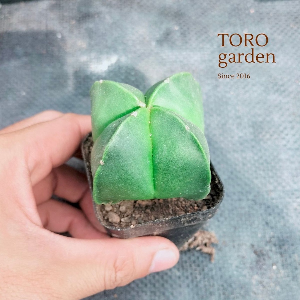 Xương rồng astro Đà Lạt size bé cây cảnh trang trí nhà cửa Toro garden