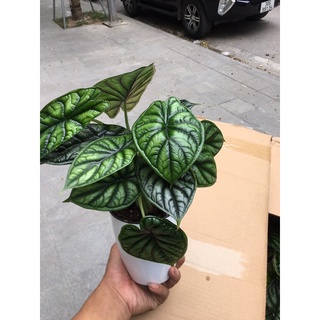 alocasia dragon scale(môn vảy rồng xanh)chậu 1 cây lớn