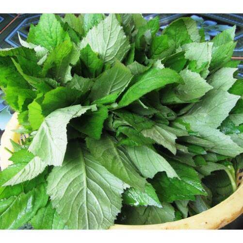 1kg cây cải trời khô phòng chống bướu cổ.