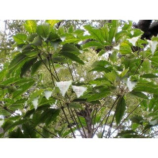 Lá Lằng Khô Nghệ An