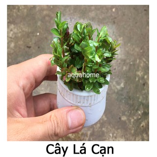 Cây thủy sinh vảy ốc siêu đỏ