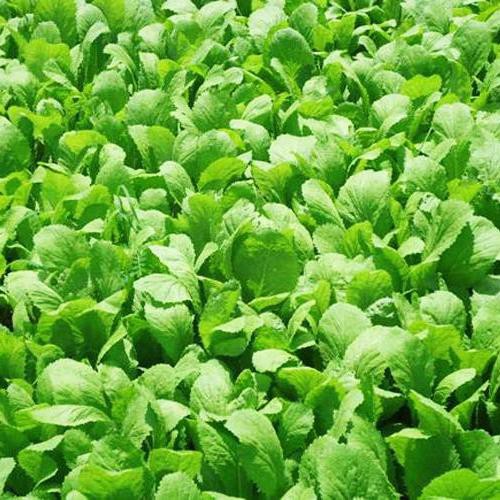 Hạt giống cải ngọt cao sản Phú Nông Italia - gói 20g - PNSeeds