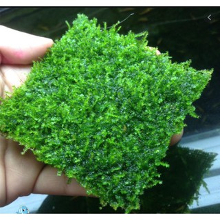 Rêu thủy sinh MINI TAIWAN - Taiwan moss