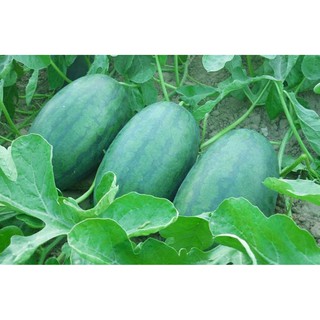 Hạt giống Dưa hấu