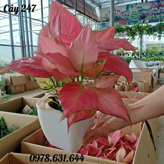 Cây Vạn Lộc ♥️ Cây phong thủy 247 ♥️ mang lại tài lộc may mắn hạnh phúc