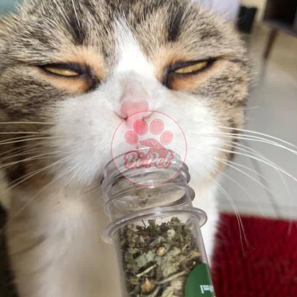 Cỏ Mèo Bạc Hà Catnip - Cỏ Thơm Cho Mèo  Tăng Cường Chất Xơ - Tốt Cho Tiêu Hóa - Tâm Trạng Vui Vẻ  45ml /1