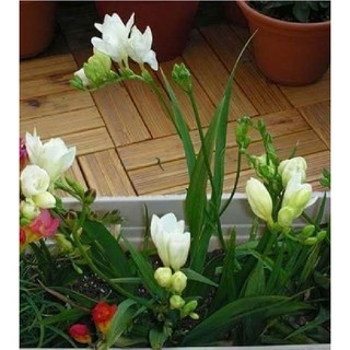 Củ giống hoa lan nam phi hoa màu trắng - ( 1 củ kèm viên nén xơ dừa ươm củ ) - STHG2