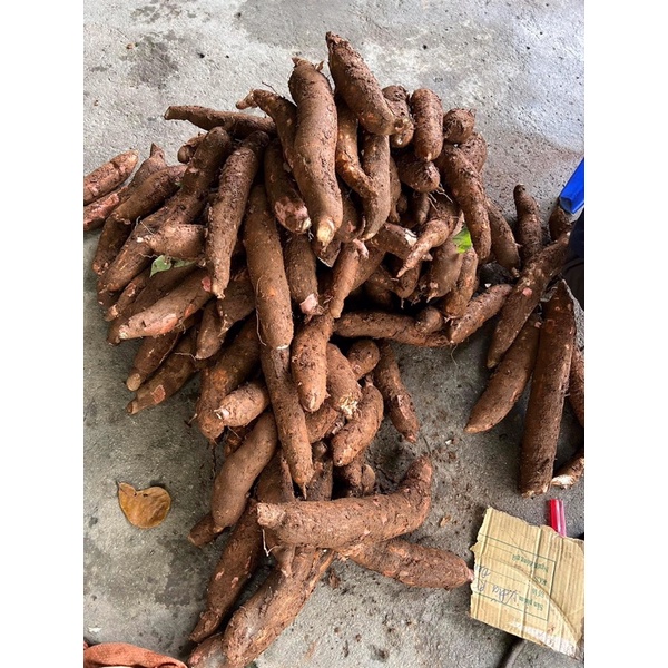 Củ sắn - khoai mì bở tơi, thơm ngon 1kg trồng trên nương điện biên