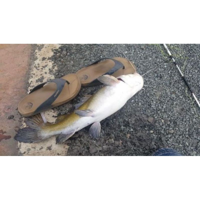 LƯỠI THÉP CÂU CÁ LĂNG 100 LƯỠI