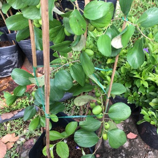 Táo thái đang sẵn hoa/ trái cho trái to, ngọt, mọng nước- Trang trí sân vườn-Cây hoa kiểng Đồng Tháp