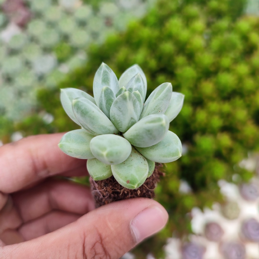 Sen Đá Kim Cương Trắng Size Mini 2.5-4cm, Sen Đá PANDAA GARDEN Đà Lạt Khoẻ Đẹp, Thích Nghi Mọi Khí Hậu, Lỗi 1 Đổi 1