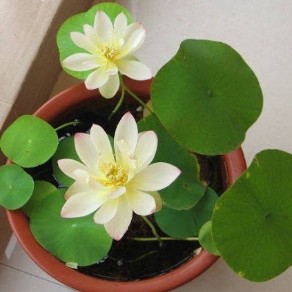 Combo 2 Chậu KHÔNG CÓ LỖ Chuyên Trồng Sen Nước, Nuôi Cá - Trồng Cây Thủy Canh, Thủy Sinh U52