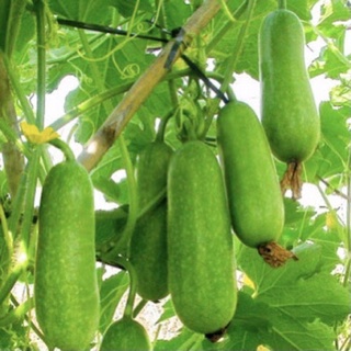 Hạt Giống Bí Đao - Bí Xanh 2gr