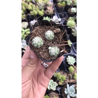 Xương rồng trứng chim bầu